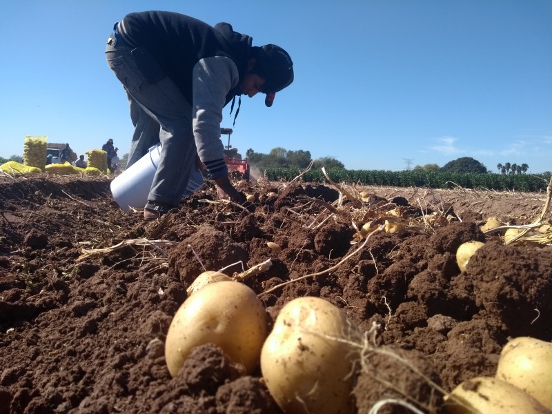 Fallo contra importación de papa beneficia a productores