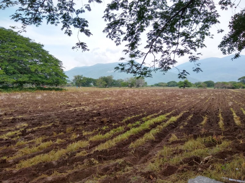 Falta apoyo a productores de maíz