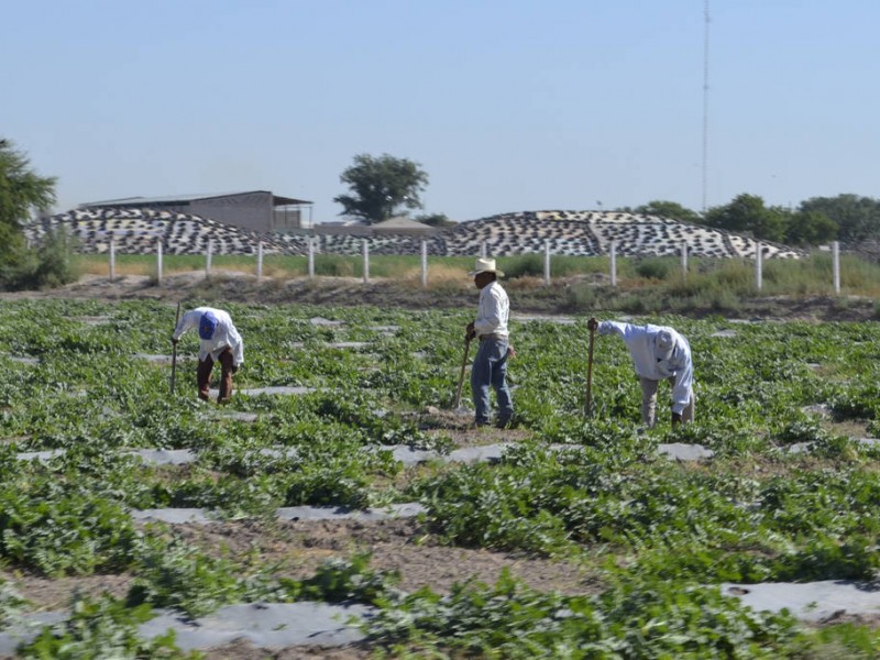 Falta apoyo federal a los productores agrícolas laguneros