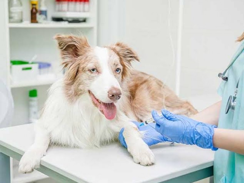 Falta conciencia en hermosillenses para esterilizar a perros