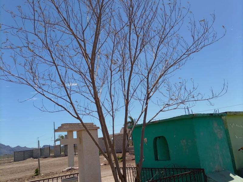 Falta de agua en Panteón del Carmen causa árboles secos