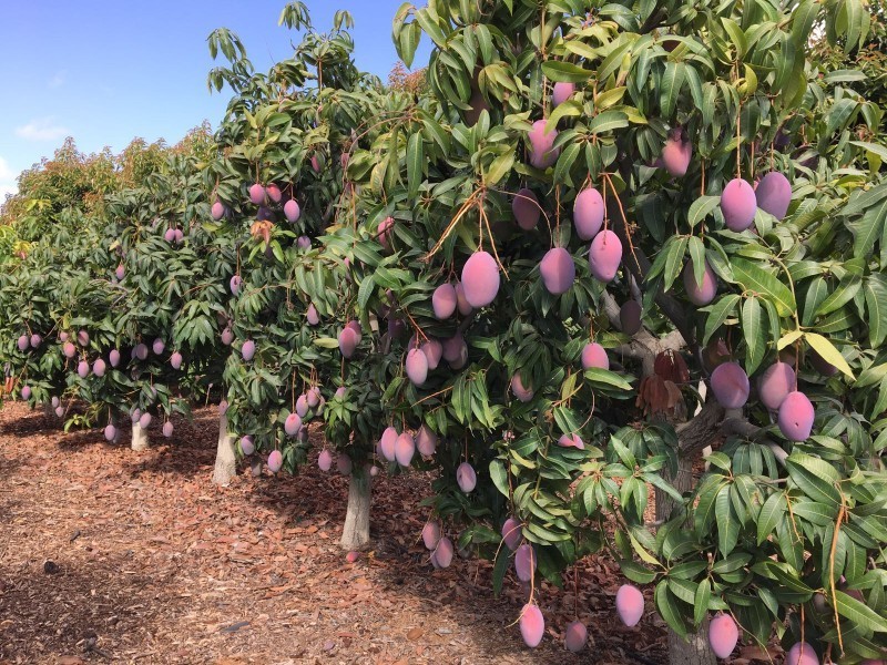 Falta de agua pone en riesgo producción de mango