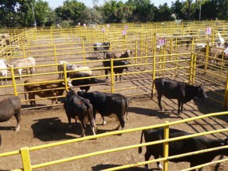 Falta de agua y alimento hace crisis en ganaderos