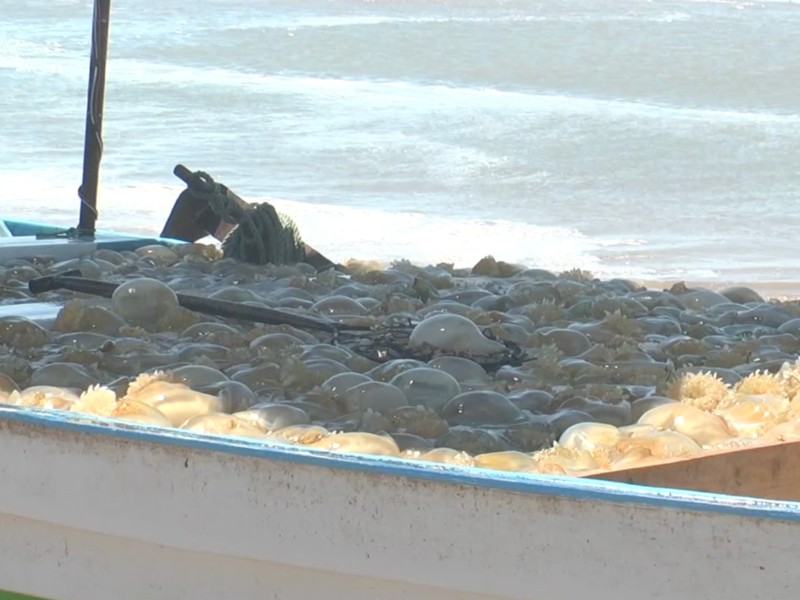 Falta de “aguamala” agrava crisis económica en el Golfo de Santa Clara