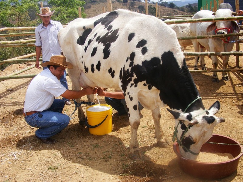 Falta de apoyos está desapareciendo  a lecheros