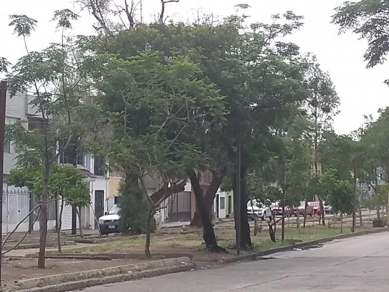 Falta de áreas naturales y árboles en León
