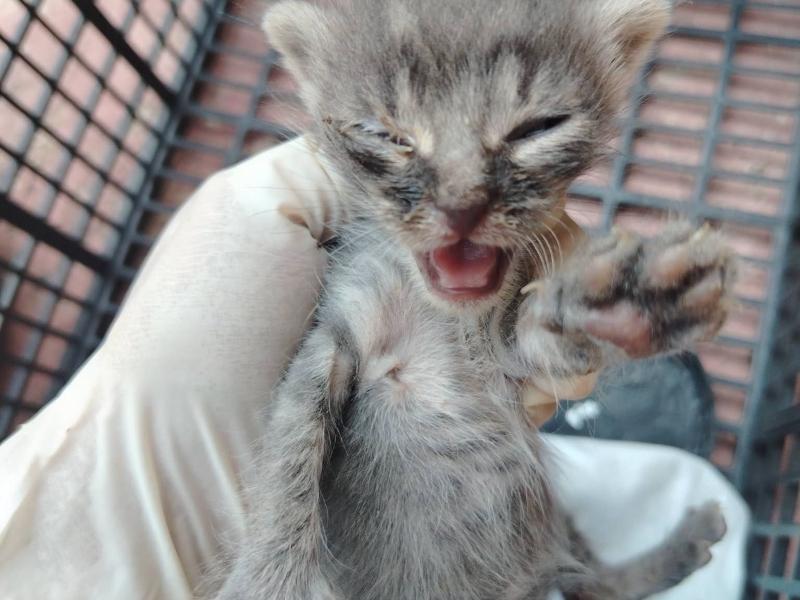 Falta de espacio y recursos limita el rescate de animales en Tuxpan