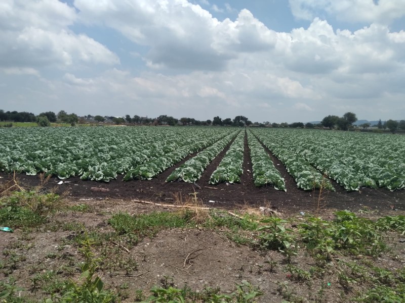 Falta de lluvia afectó cultivos de la región Ciénega