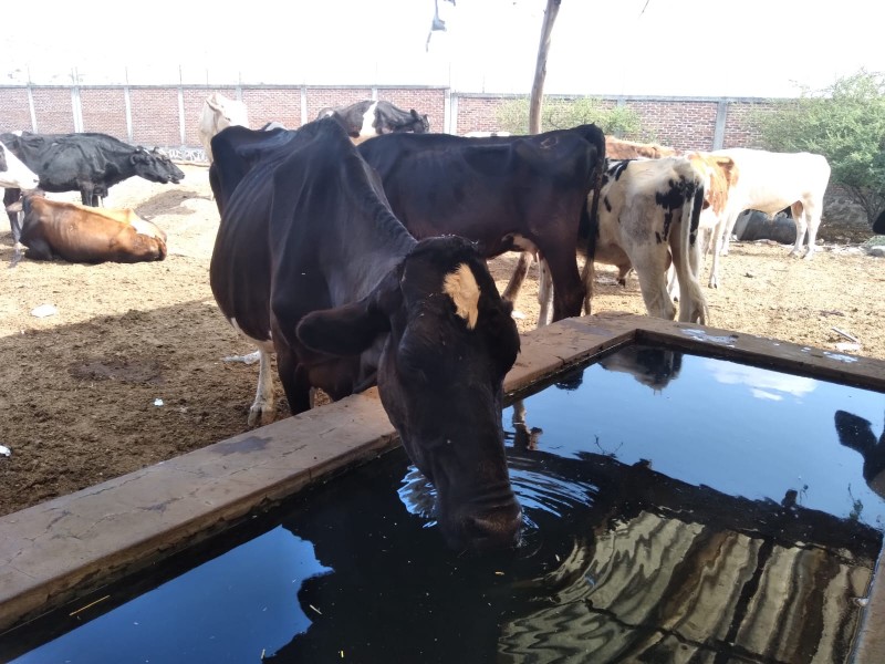 Falta de lluvias afecta a ganaderos en región Ciénega
