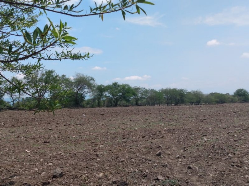 Falta de lluvias afecta producción de Ángel Barreto