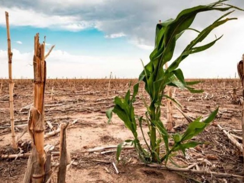 Falta de lluvias provoca afectaciones en las cosechas de maíz