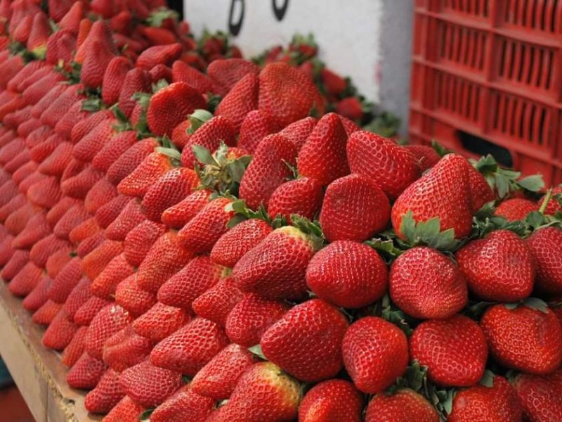 Falta de organización de productores agrícolas, dificulta exportación de berries