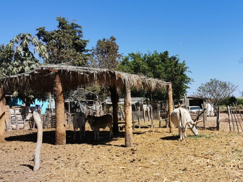 Falta de agua golpea a ganaderos de El Fuete