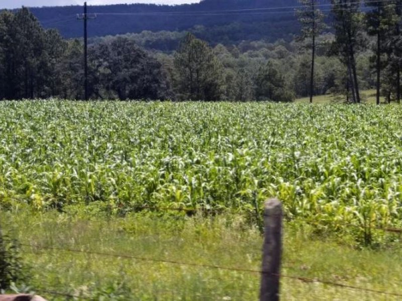 Falta industrialización del campo