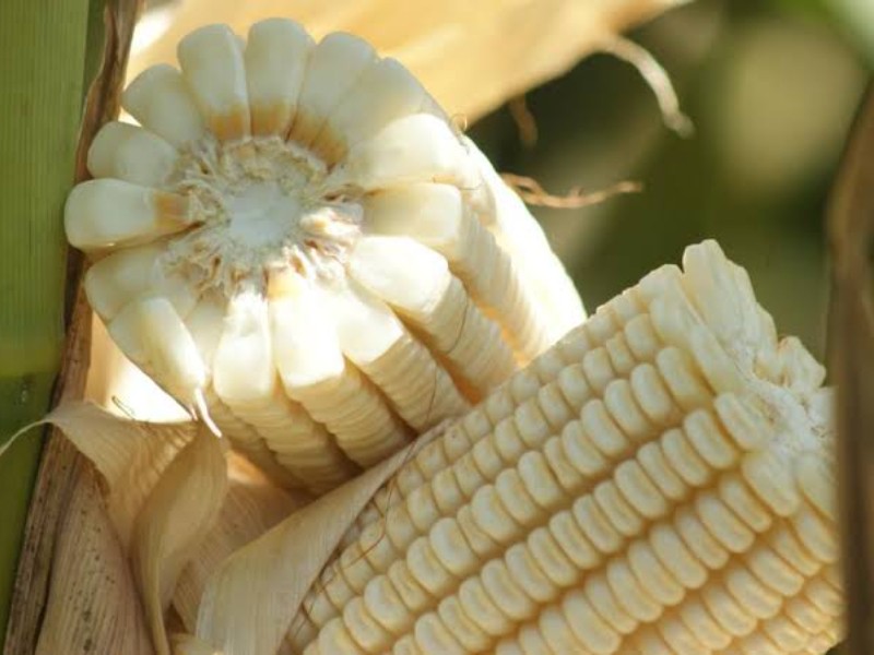 Faltan 500 productores de recibir el pago de 750 pesos: SAyG