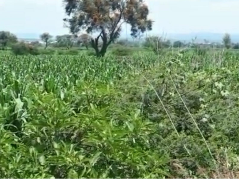 Faltan programas de apoyo al campo