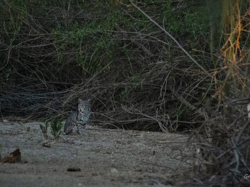 Familia de gatos monteses habita en el Ecoparque