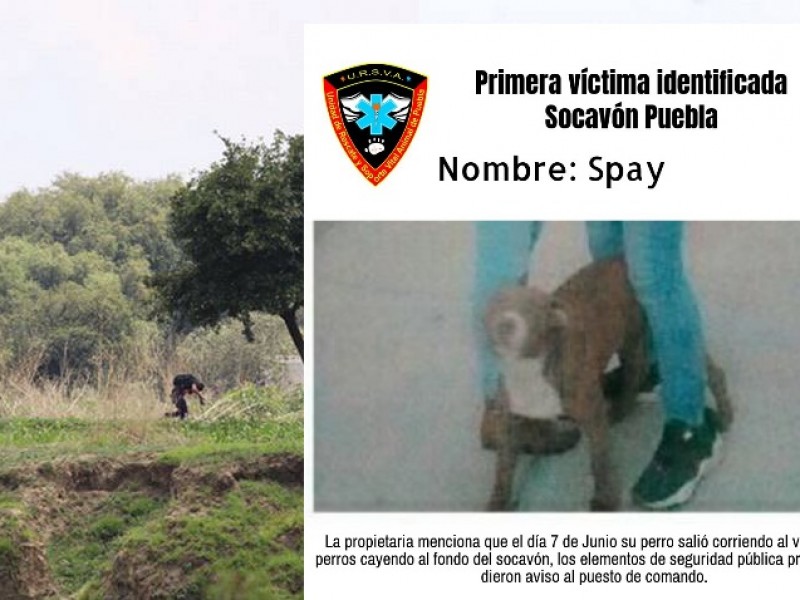 Familia picada por abejas; dueños de perrito atrapado en socavón