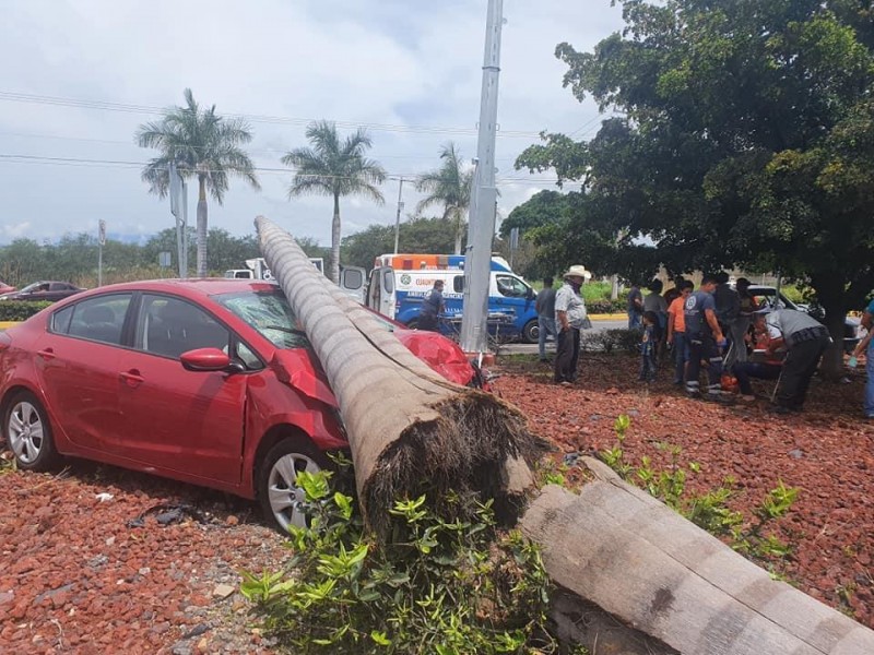 Familia se impacta contra una palma, en Cuauhtémoc