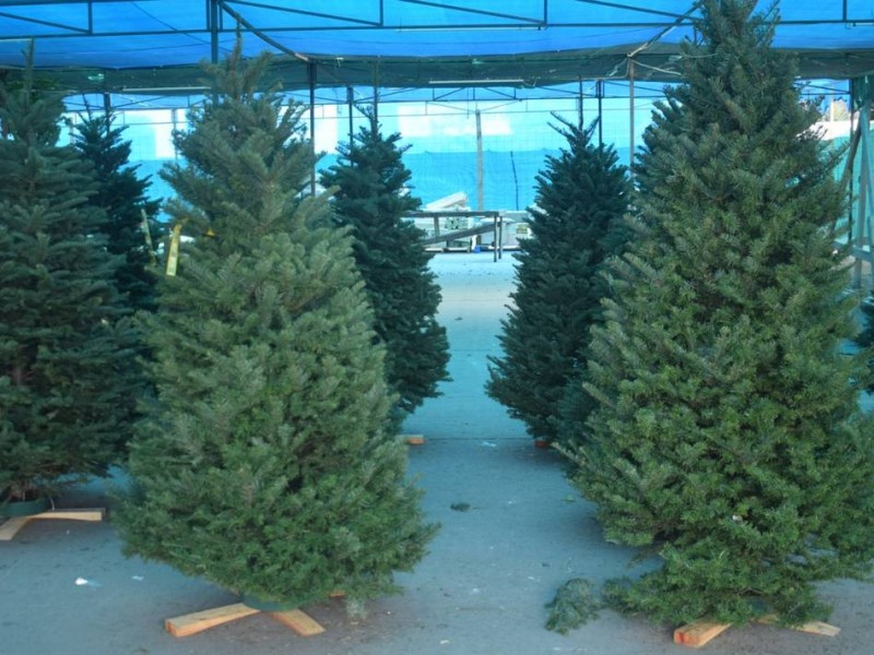 Familias tienen hasta viernes 13 para entrega de árboles navideños