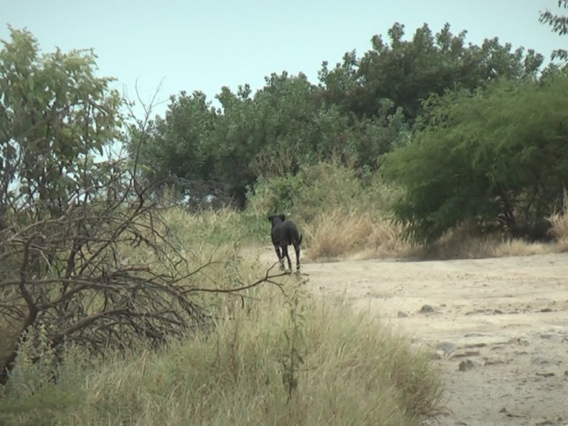 Fauna silvestre en Salinas del Marqués afectada por caninos callejeros