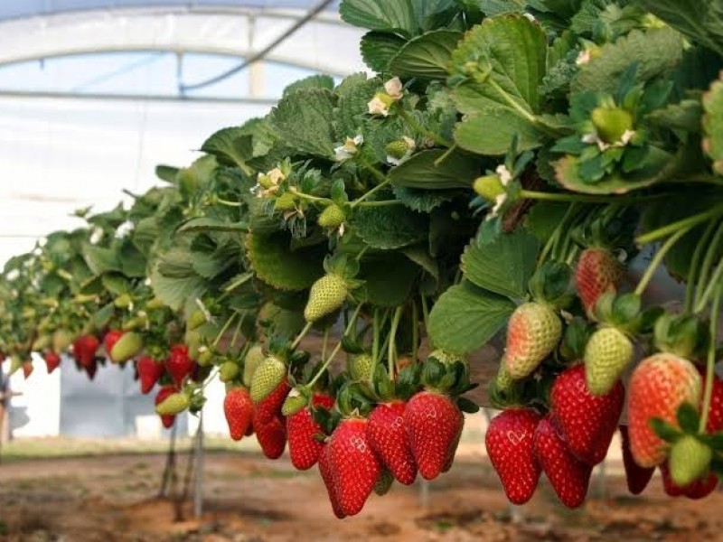 FDA verifica que productos del campo cumplan con inocuidad