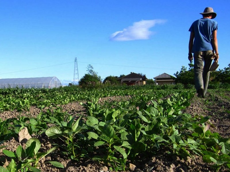 Federación quitó al campo mexicano de 60% de apoyo