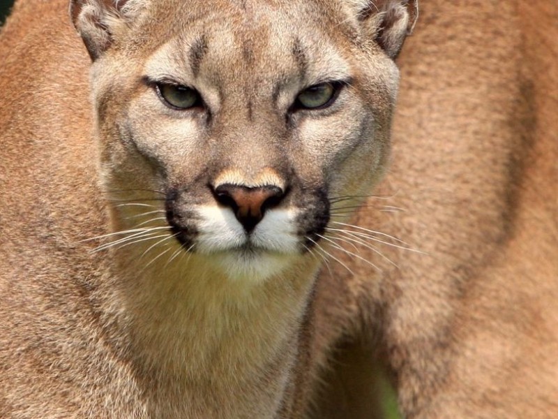 Felinos atacan al ganado en Jalpan