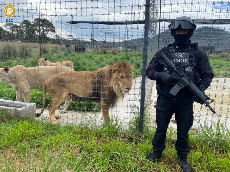 Felinos rescatados de Black Jaguar serán trasladados al Africam Safari