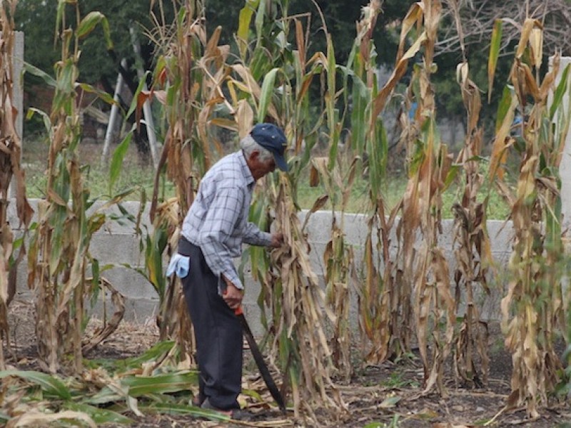 Fenómenos climáticos podría afectar al campo