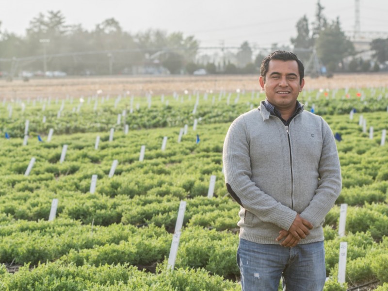 Fenómenos climatológicos afectan de consideración producción de maíz