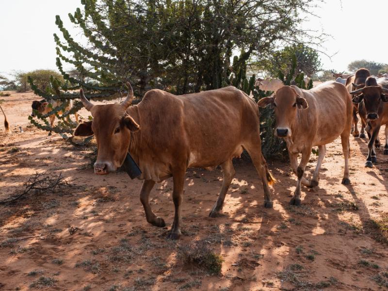 Fenómeno de El Niño encarecerá productos del campo en 2027