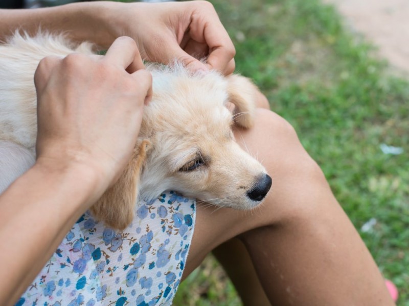 Feria gratuita de salud canina