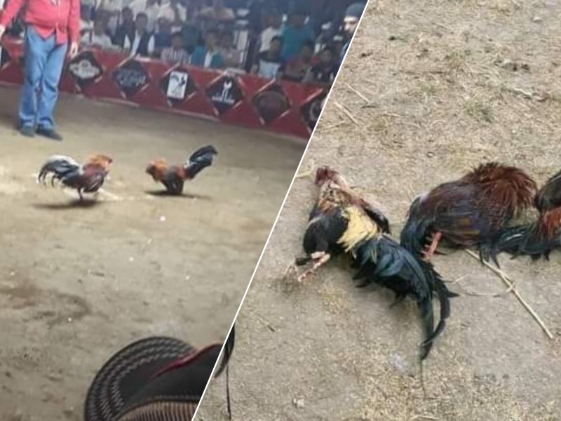 Feria Tehuacán: contempla pelea de gallos pese a crueldad animal