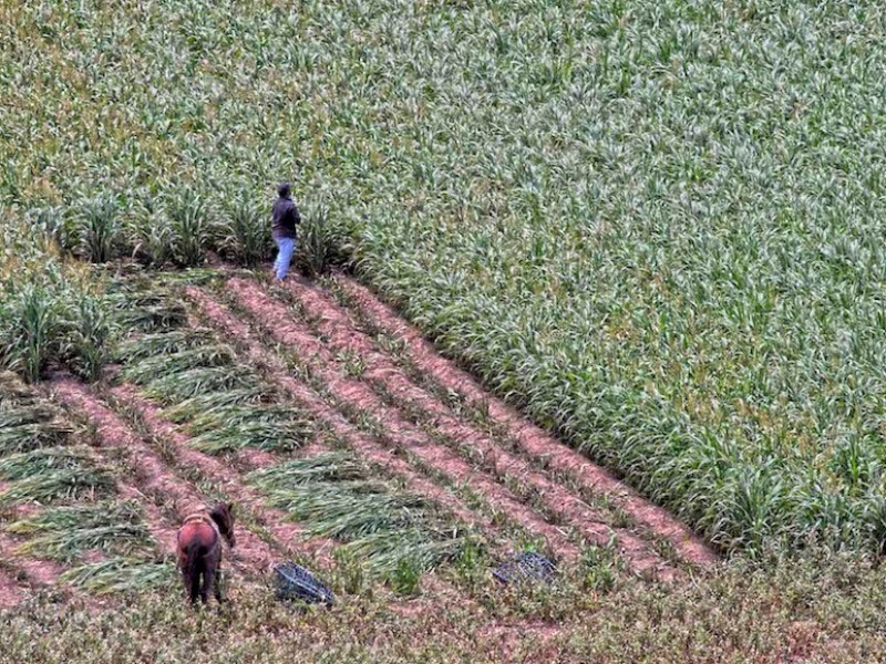 Fertilizantes dañan producción de suelo