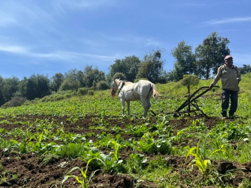 Fertilizantes químicos, reto para el campo