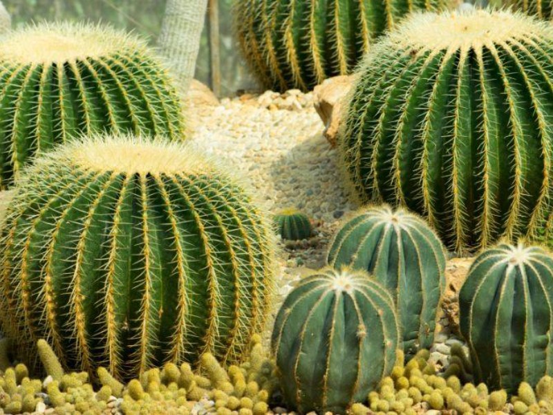 Festival de cactáceas en Querétaro