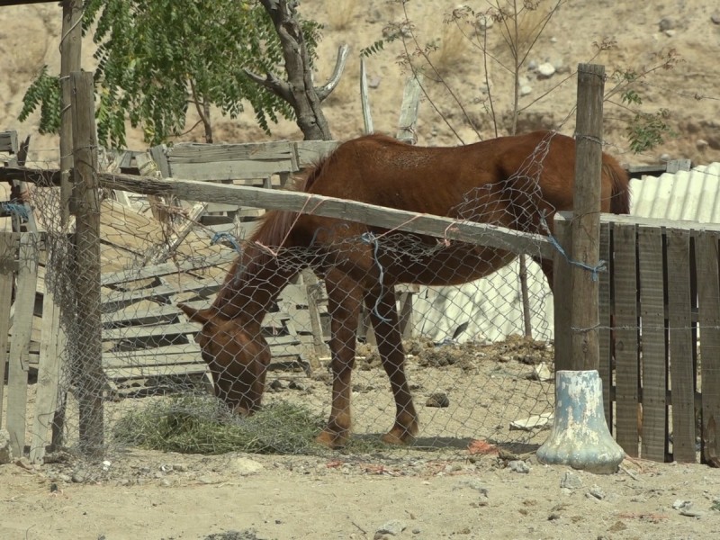 Fétidos olores resurgen en Col. Agua Escondida