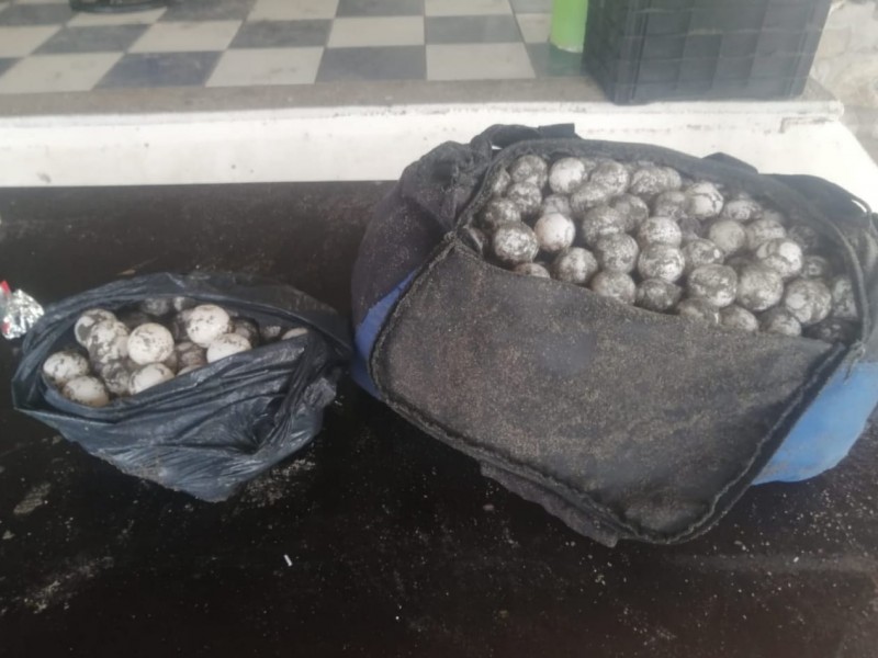 FGE aseguró 950 huevos de tortugas saqueados de nidos
