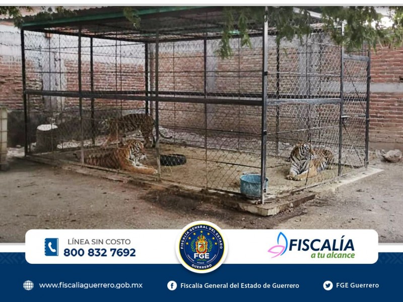 FGE decomisa armas, presunta droga y animales exóticos en Quechultenango