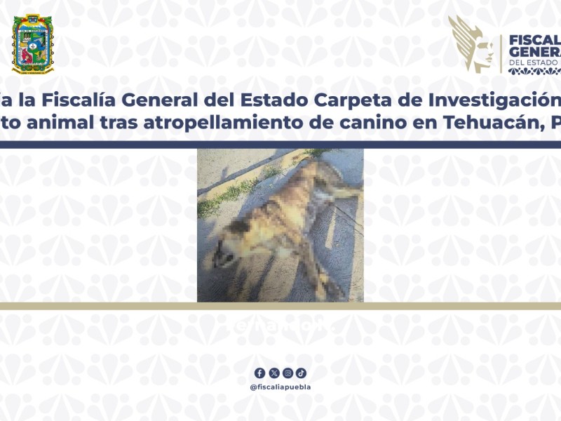 FGE investiga atropellamiento de un canino en Tehuacán