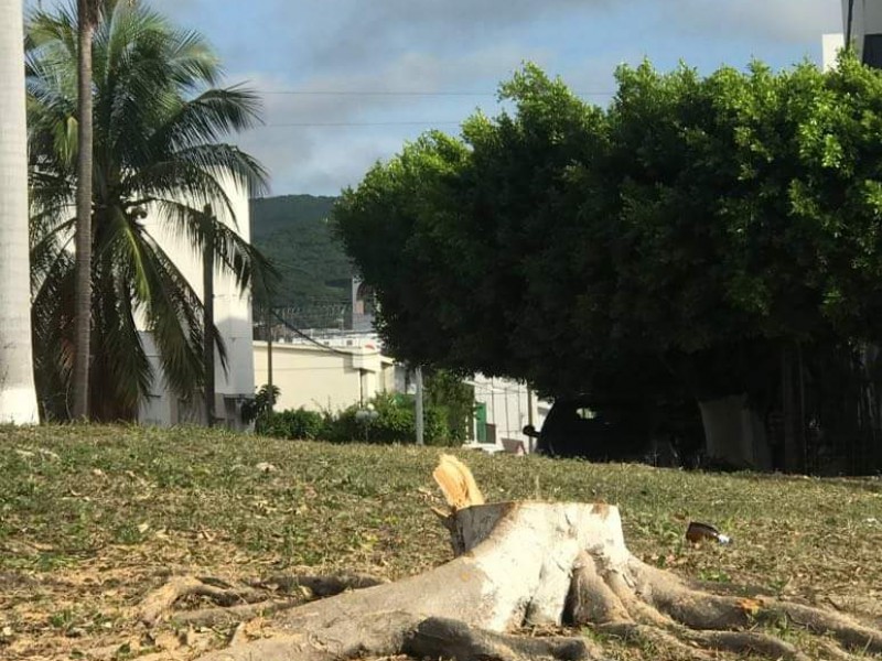 FGE investiga tala de árboles en Tuxtla