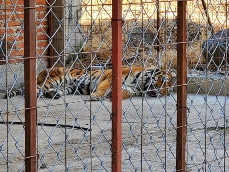 FGR asegura tigre bengala, avestruces y búfalos en San Gabriel