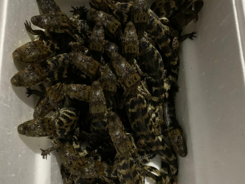 FGR rescata 39 cocodrilos hacinados en una hielera