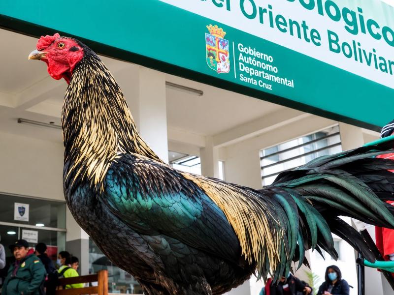 Fiel a su dueño hasta la muerte: gallo espera afuera de hospital