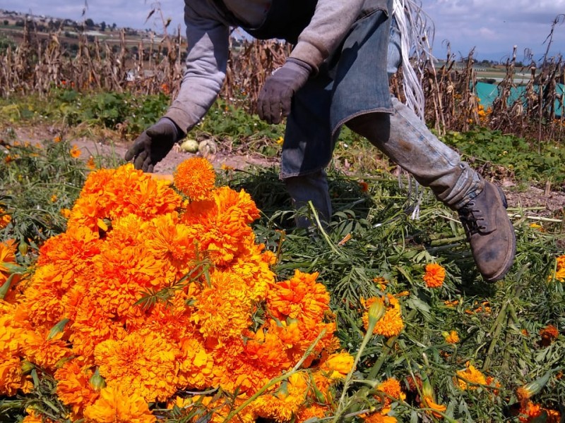 Fiesta en la corta de flor