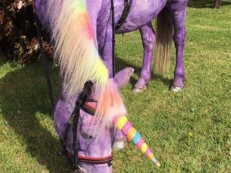 Fiestas infantiles con ponis de pizarrón causan enojo