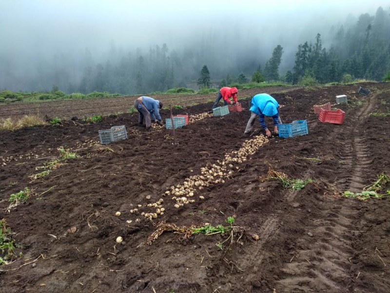 Finaliza cosecha de papa en EDOMEX 