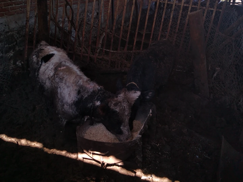 Finalizan taller de inseminación artificial en bovinos