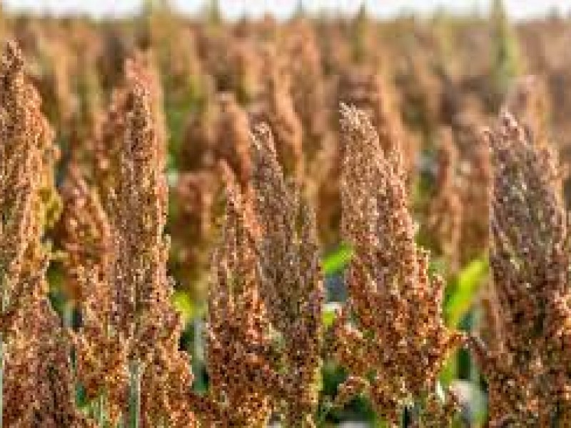 Firman convenio China y México para exportación de sorgo